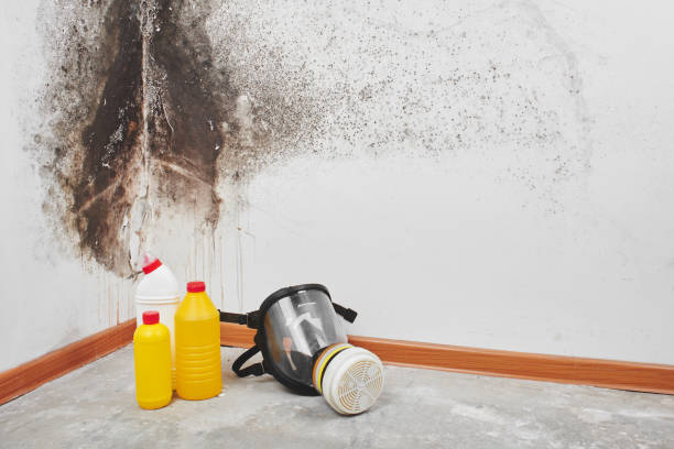 Best Commercial Mold Removal  in Pea Ridge, WV