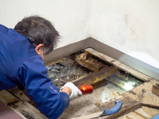 Best Mold Removal and Inspection  in Pea Ridge, WV