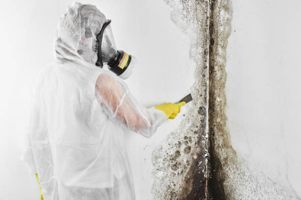 Best Mold Testing and Removal  in Pea Ridge, WV