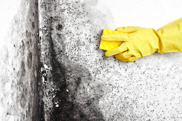 Best Mold Cleaning Services  in Pea Ridge, WV