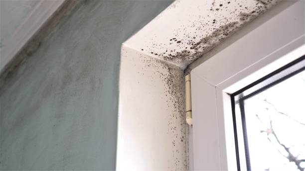 Best Attic Mold Removal  in Pea Ridge, WV
