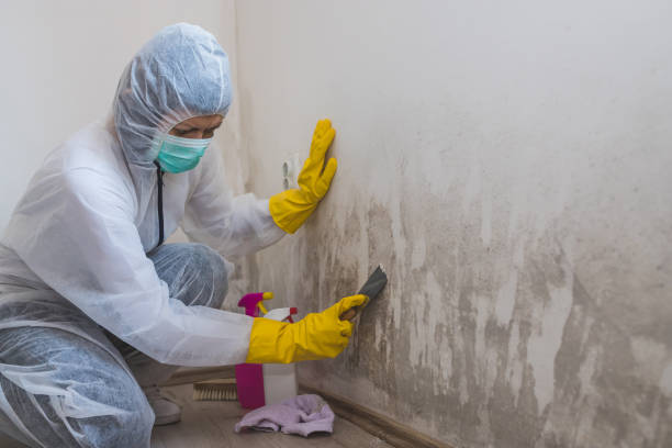 Best Mold Removal Company Near Me  in Pea Ridge, WV