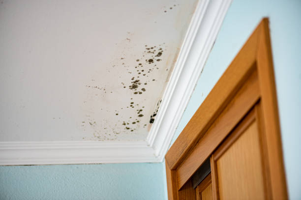 Best Professional Mold Removal  in Pea Ridge, WV