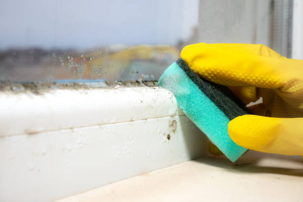 Best Toxic Mold Removal  in Pea Ridge, WV