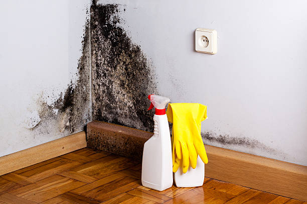 Best Professional Mold Removal  in Pea Ridge, WV