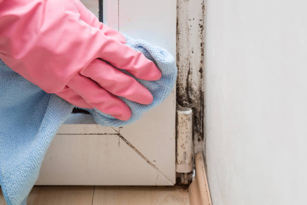 Best Attic Mold Removal  in Pea Ridge, WV